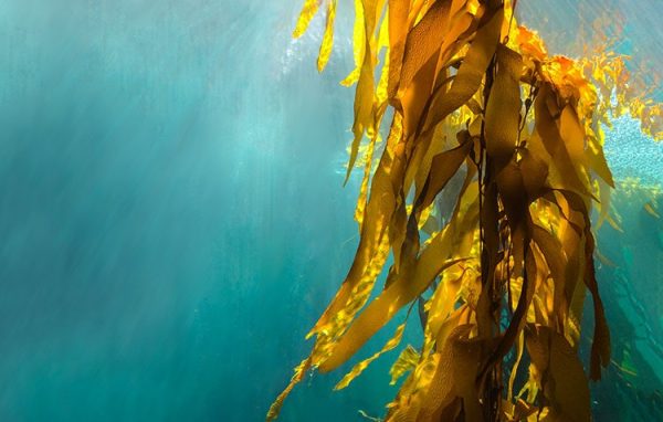 Kelp alga u prahu – Superhrana za vitalnost i energiju