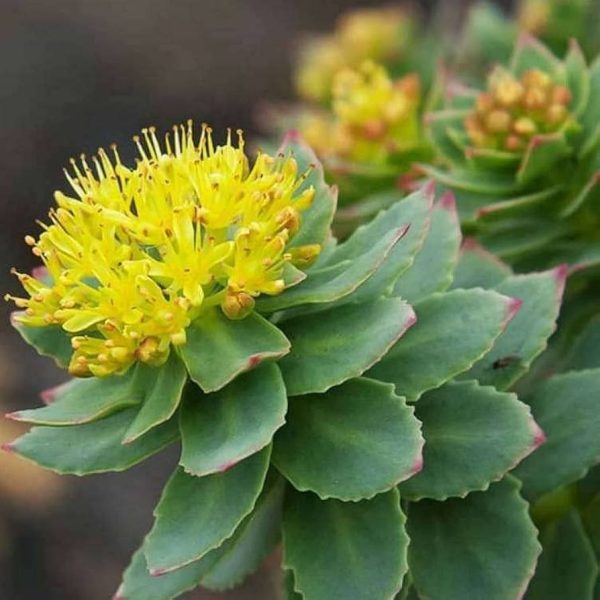Rhodiola Rosea u prahu Adaptogena biljka koja poboljšava energiju i smanjuje stres.