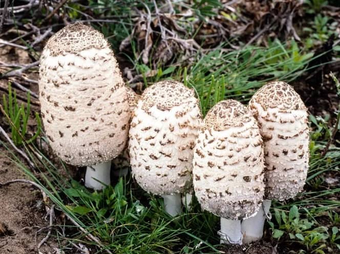 Pakovanje Coprinus Comatus za dijabetes