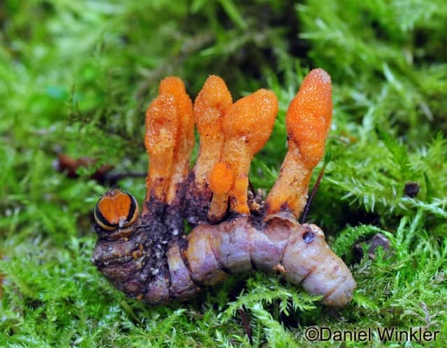 Pakovanje Cordyceps Sinensis za imunitet