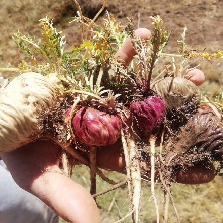 Peruanska maka – prirodni adaptogen koji podržava energiju, mentalno zdravlje, balans hormona i vitalnost, idealna za aktivan život.