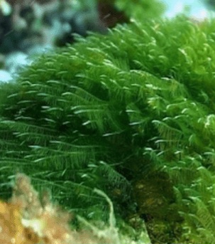 Spirulina – organski dodatak bogat proteinima, antioksidansima i mineralima.